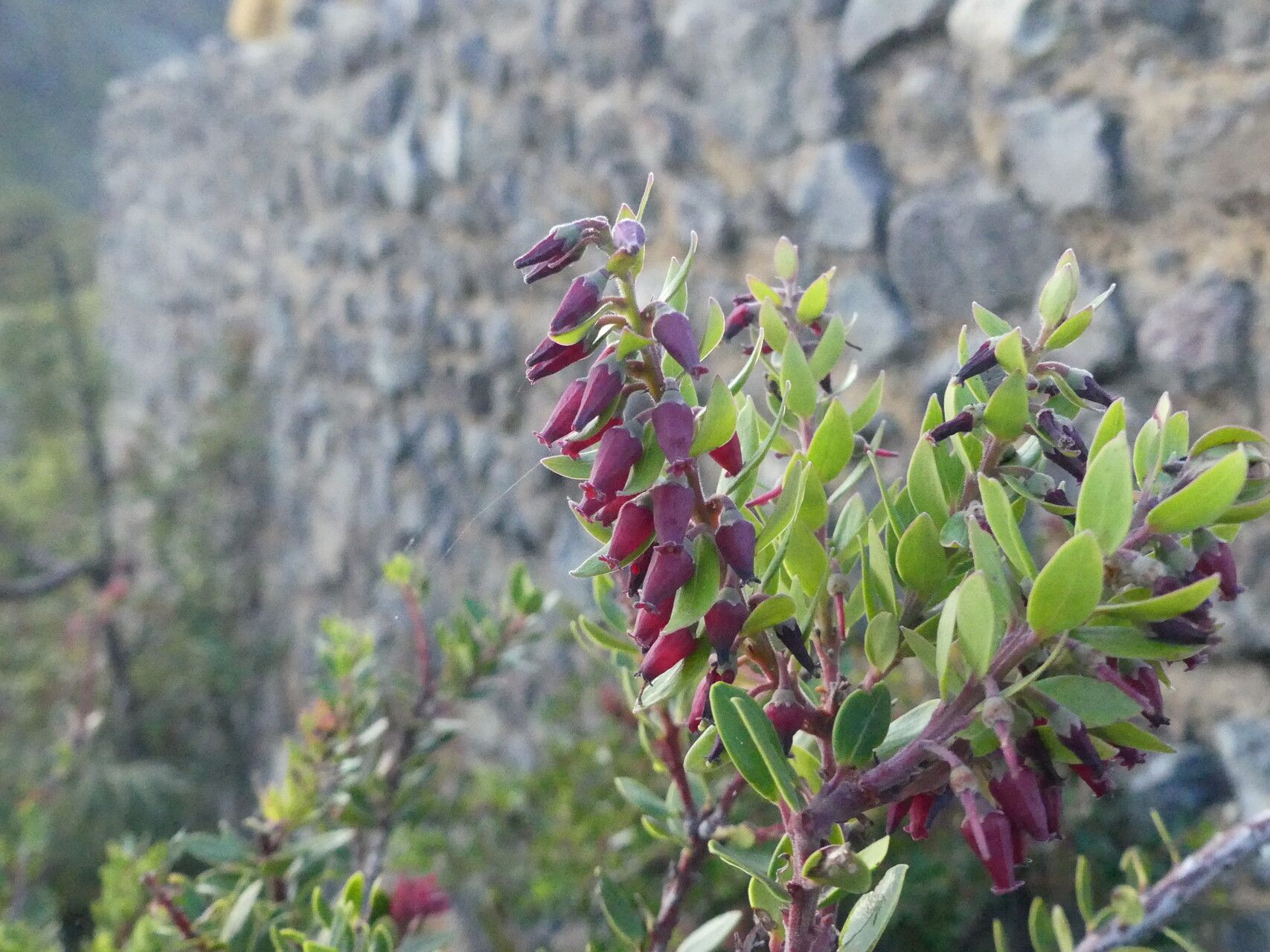 Vaccinium varingiifolium flower