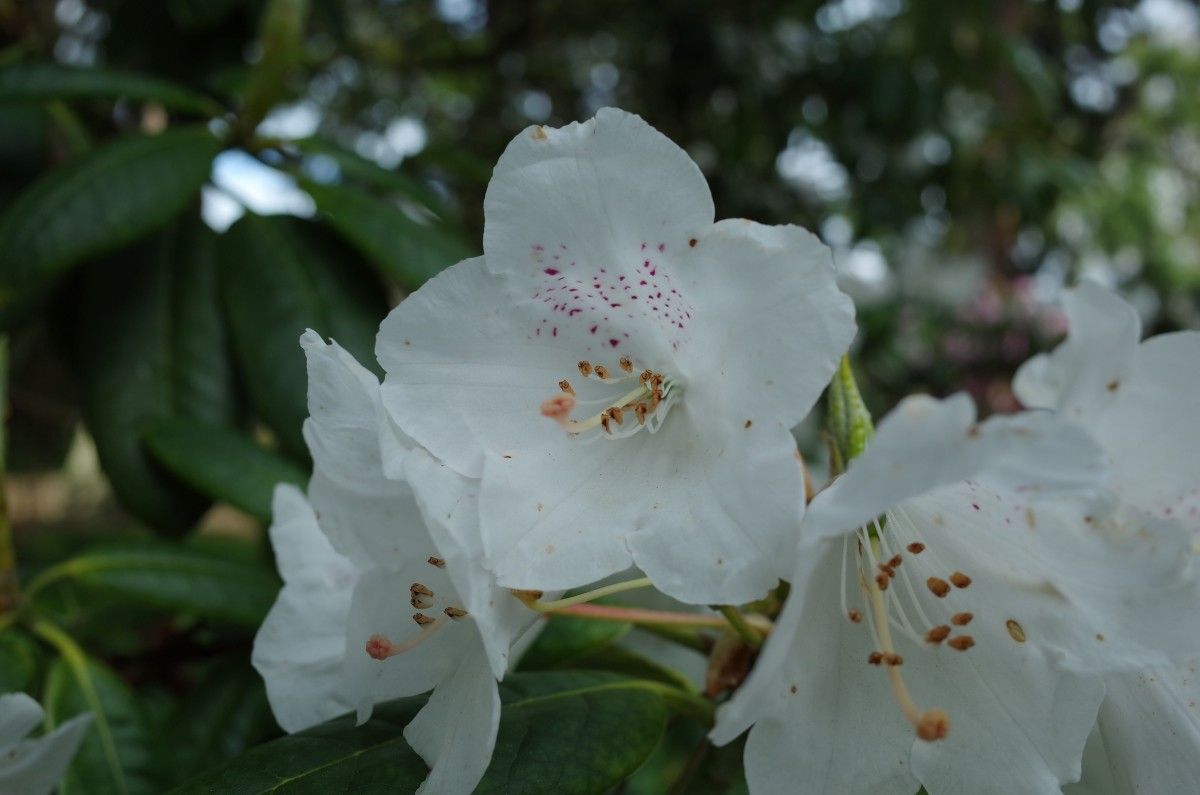 Rhododendron peregrinum flower