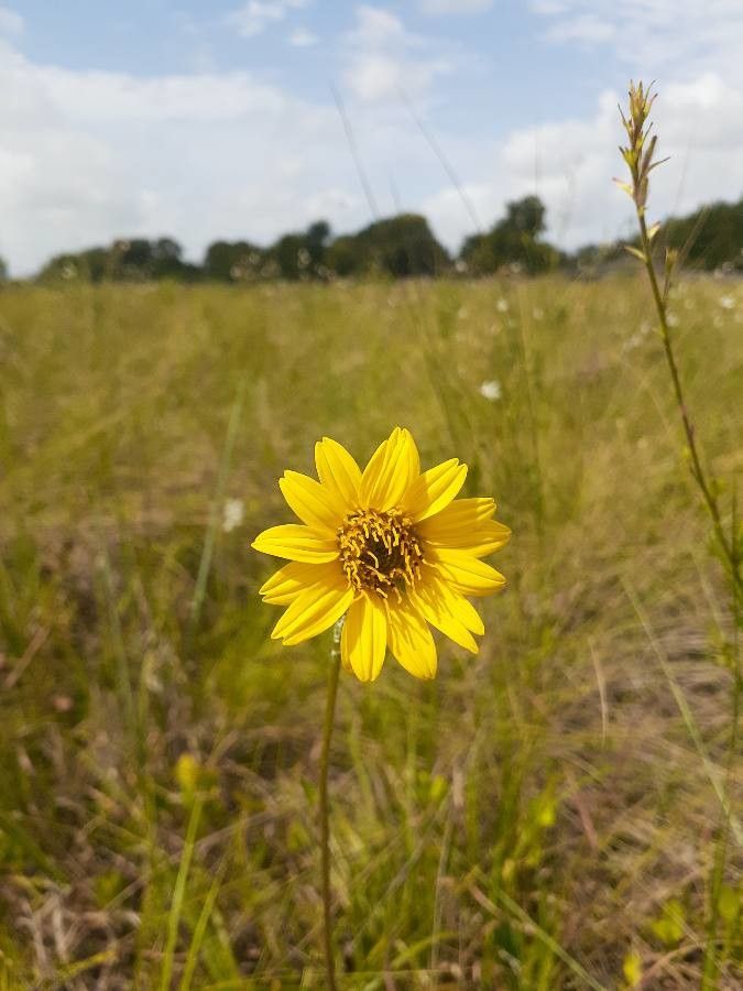 Wyethia angustifolia flower