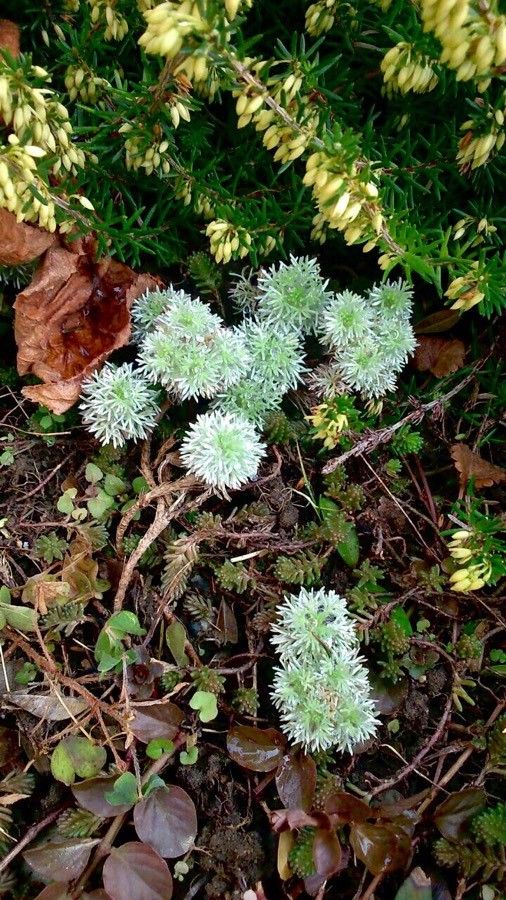Paronychia argentea — search result for 'Caryophyllaceae'