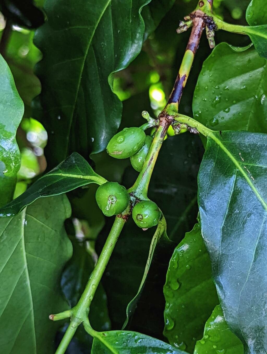 Coffea stenophylla fruit
