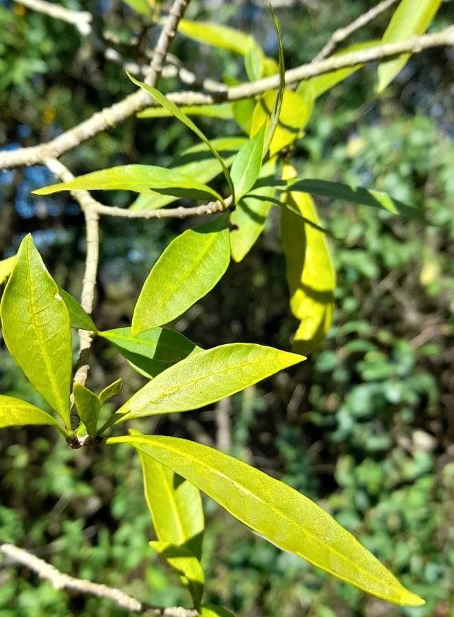 Tabernaemontana catharinensis — search result for 'Tabernaemontana'