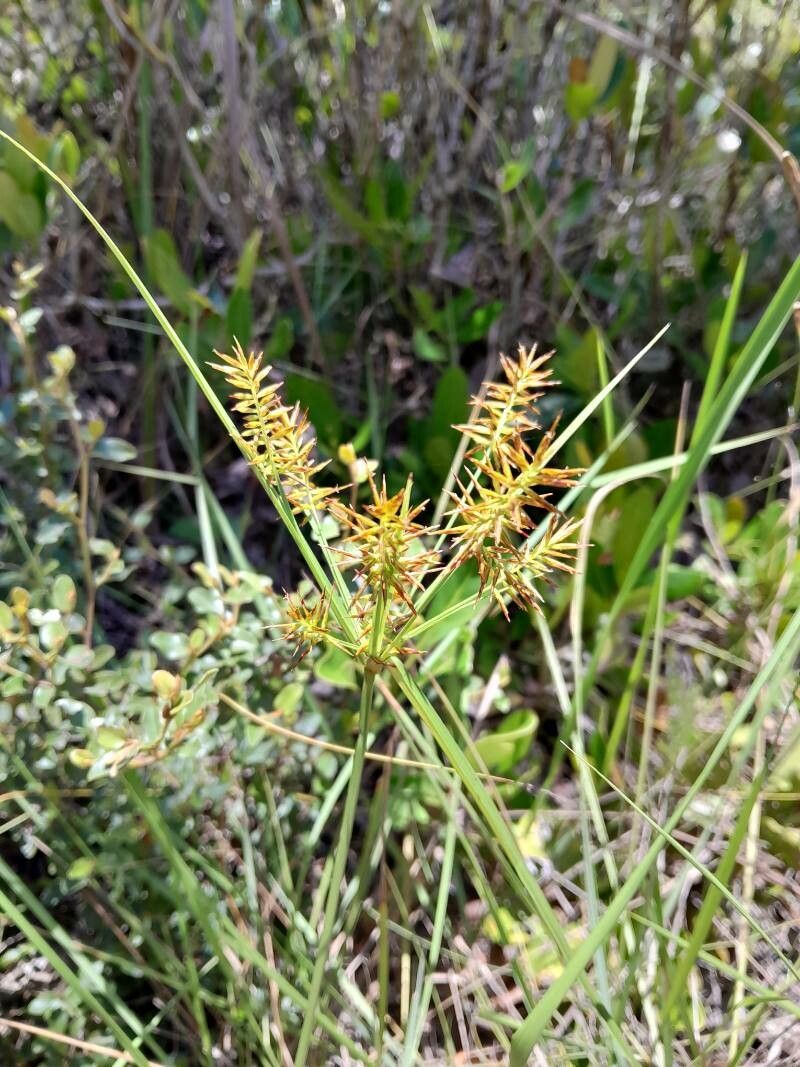 Cyperus impubes flower