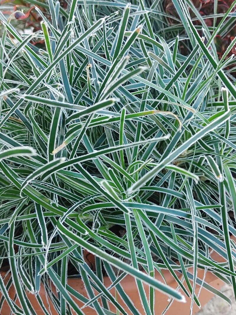 Ficinia truncata leaf