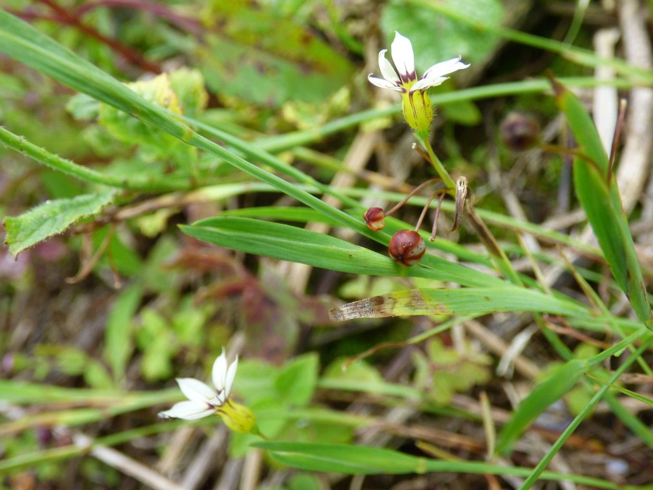Sisyrinchium micranthum — search result for 'Iris'