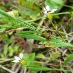 Sisyrinchium micranthum