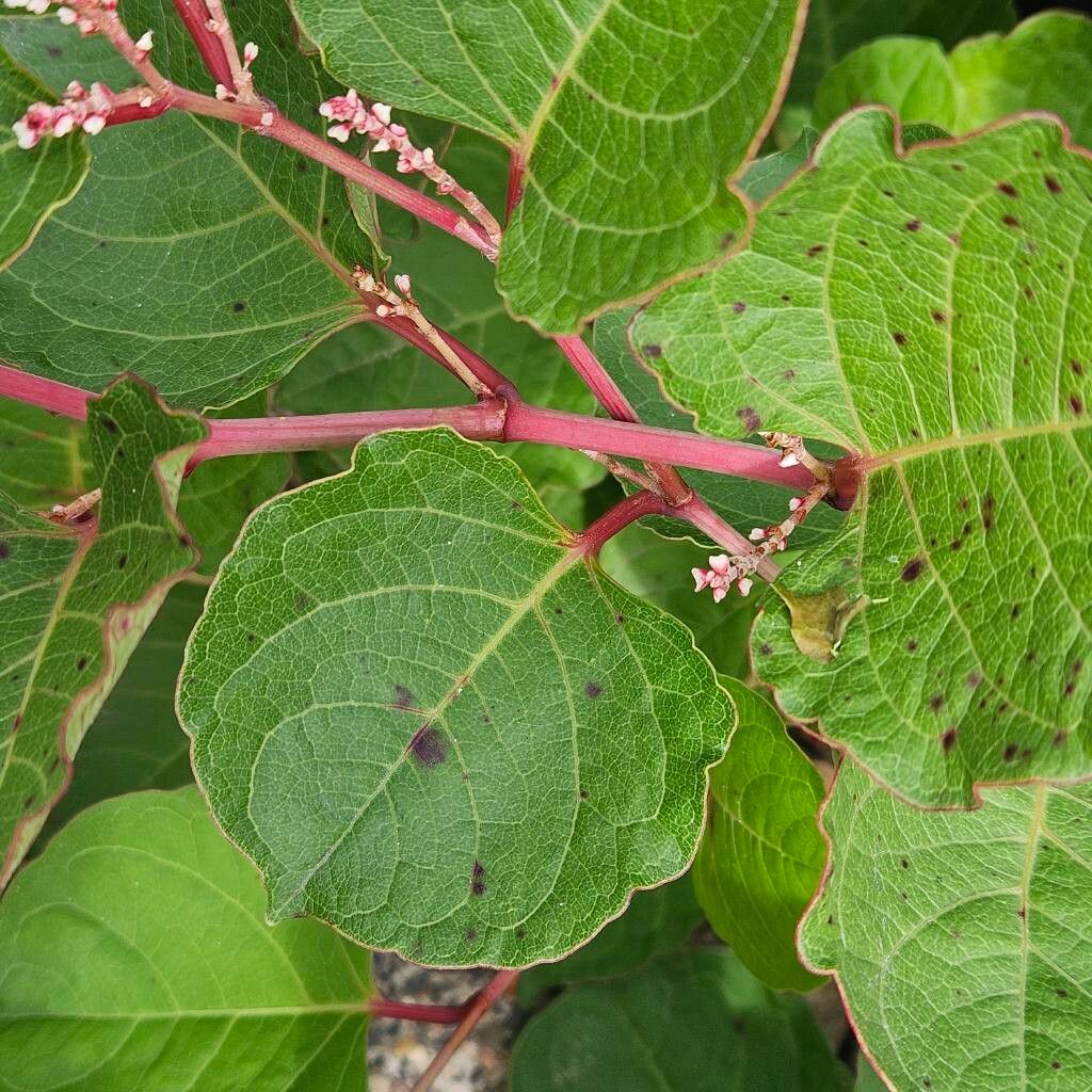 Reynoutria compacta bark