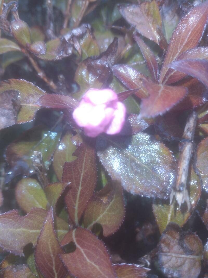 Rhododendron x obtusum flower