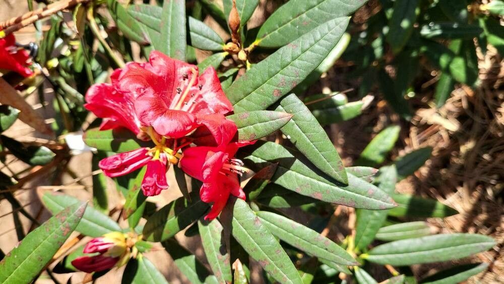 Rhododendron floccigerum flower