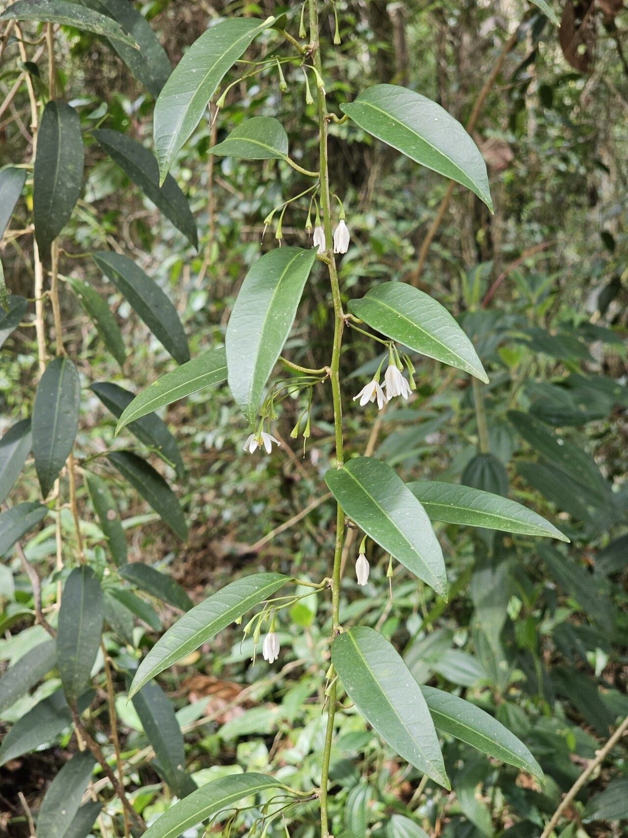 Solanum inodorum habit