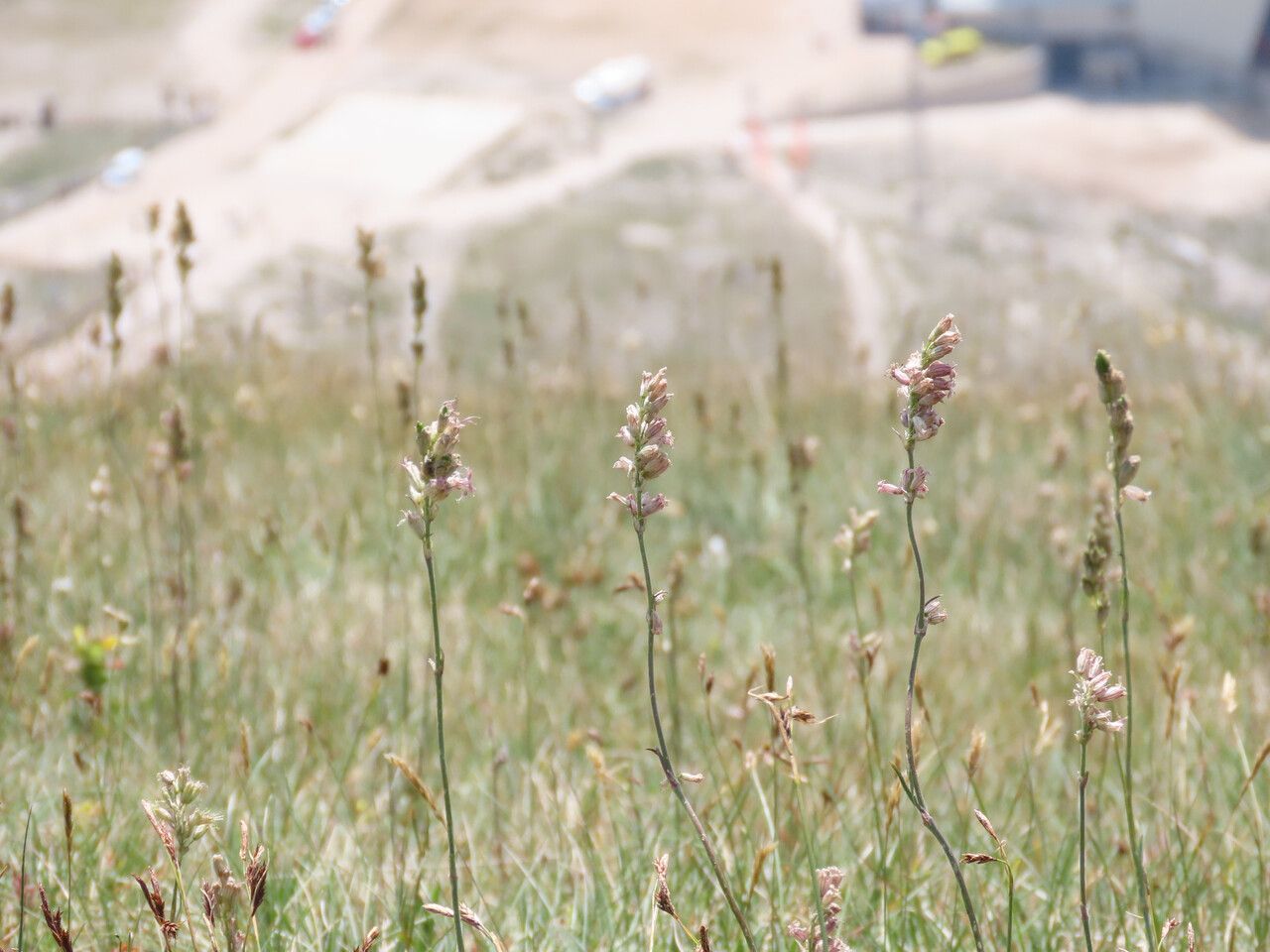 Silene roemeri habit