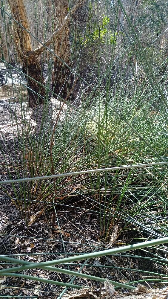 Lepironia articulata habit