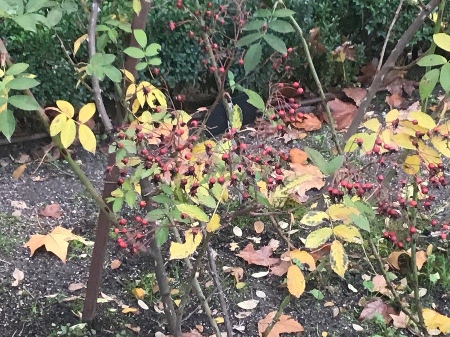 Rosa filipes — houseplant care guide