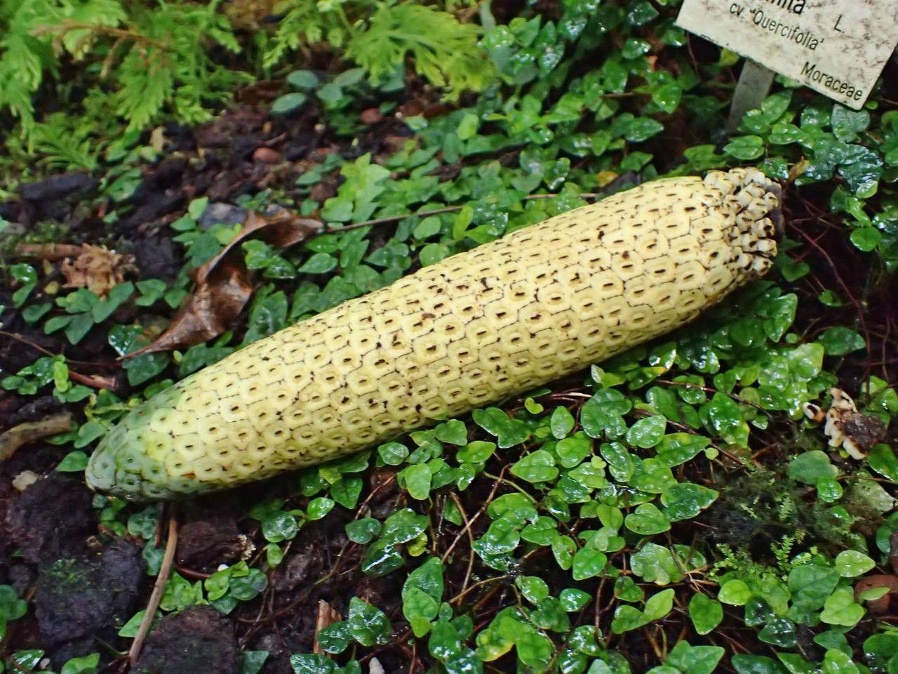 Anthurium cotobrusii habit