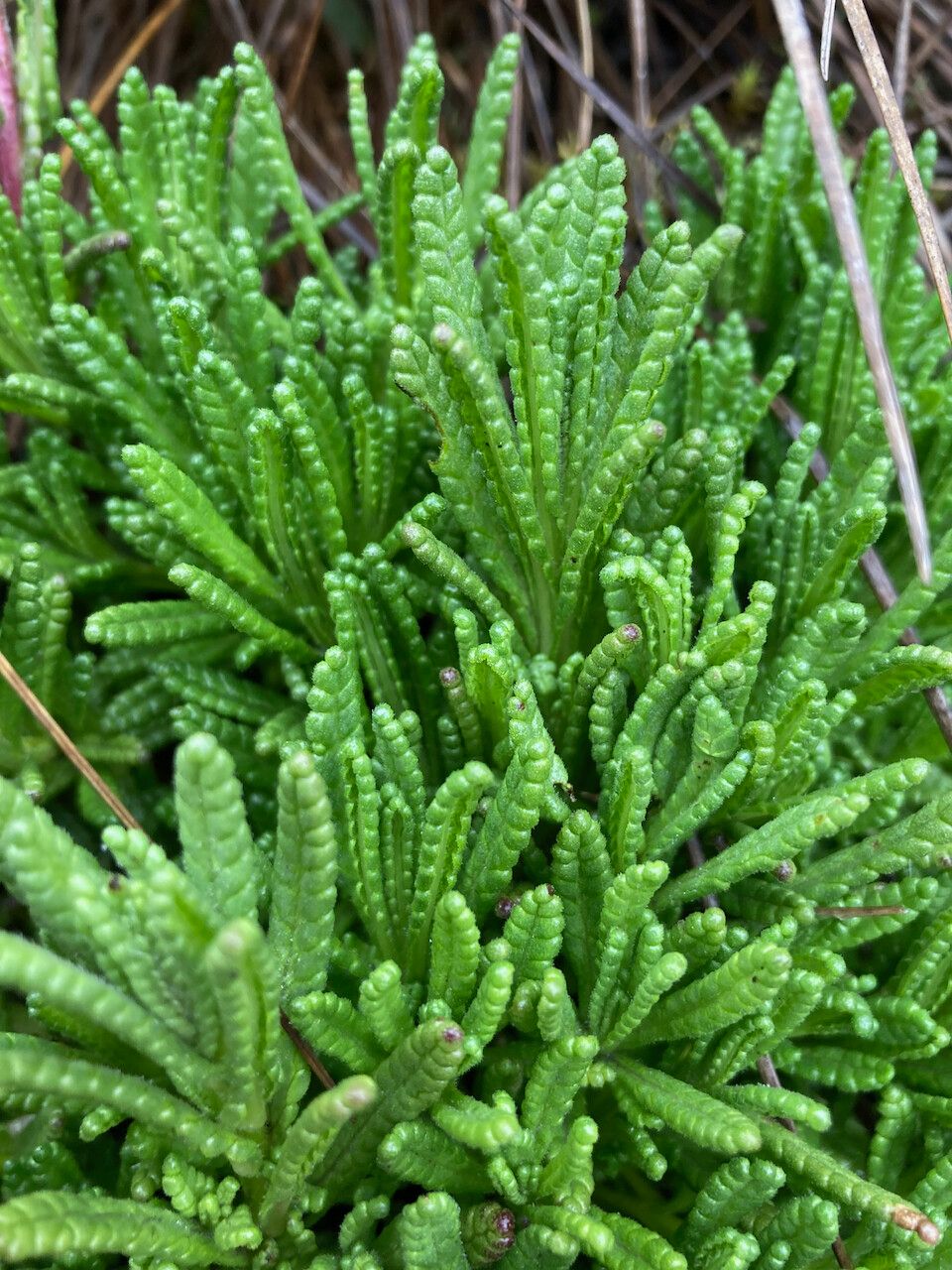 Bartsia pedicularoides — search result for 'Bartsia'