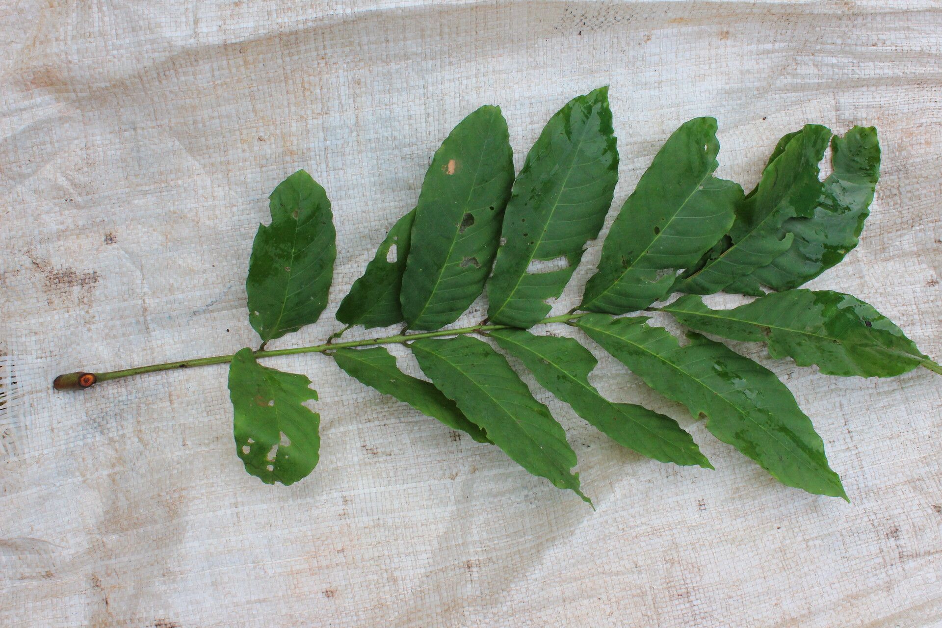 Trichilia rubescens leaf