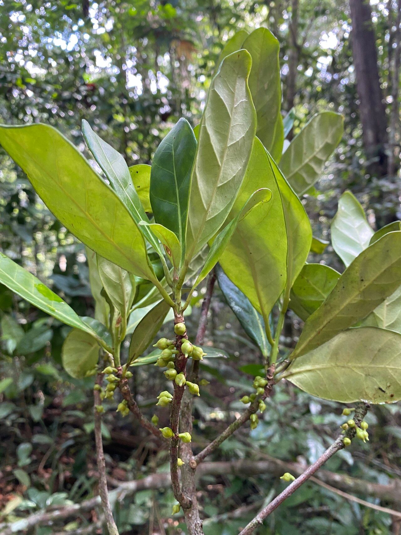 Pouteria oblanceolata fruit