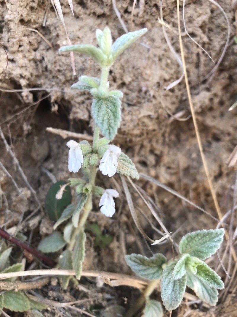 Leucas lanata — houseplant care guide