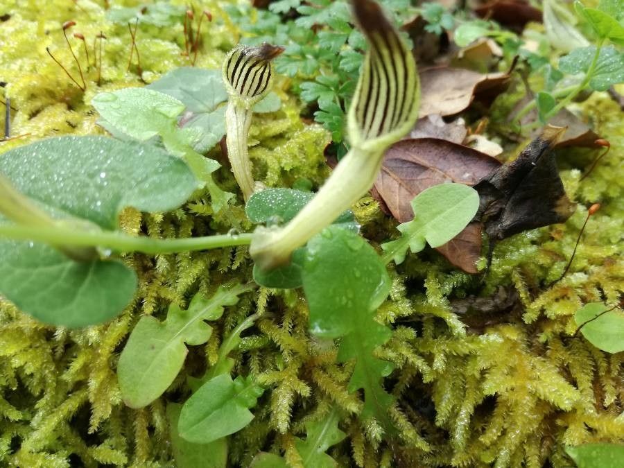 Aristolochia clusii — search result for 'Aristolochiaceae'