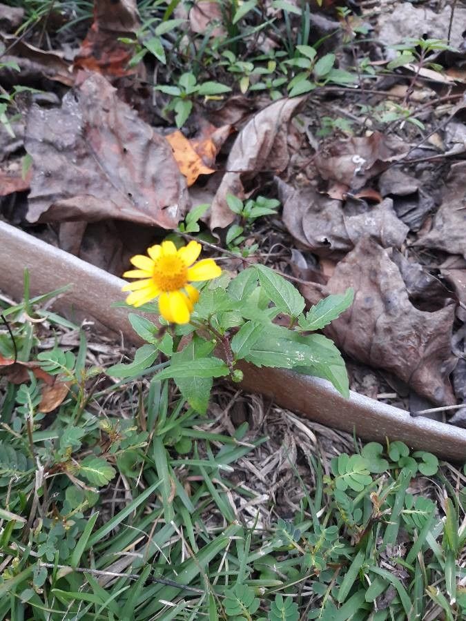 Acmella oppositifolia habit