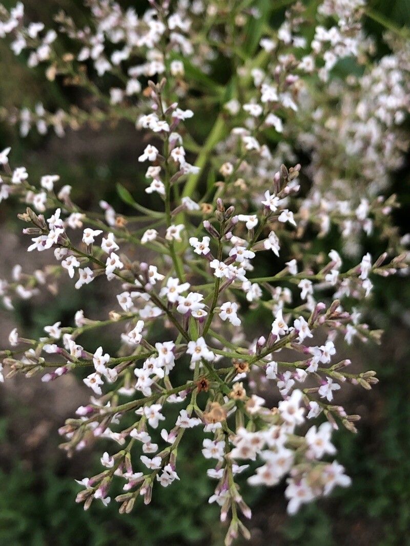 Aloysia citrodora flower