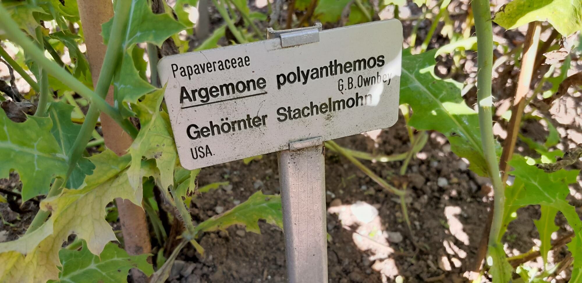 Argemone polyanthemos other