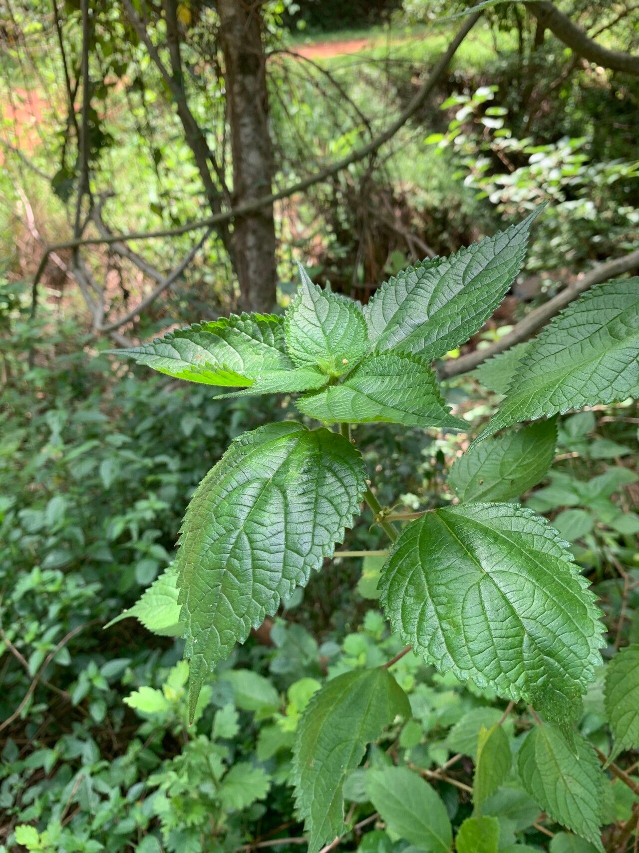 Pouzolzia parasitica — houseplant care guide