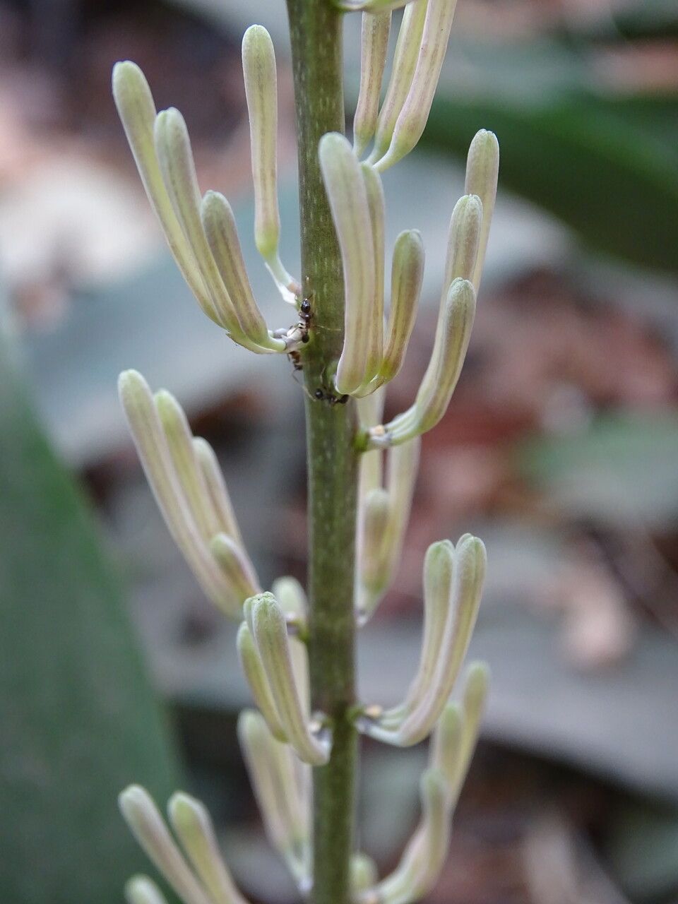 Sansevieria senegambica bark