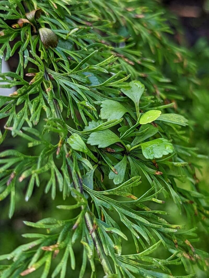 Asplenium viviparum — houseplant care guide