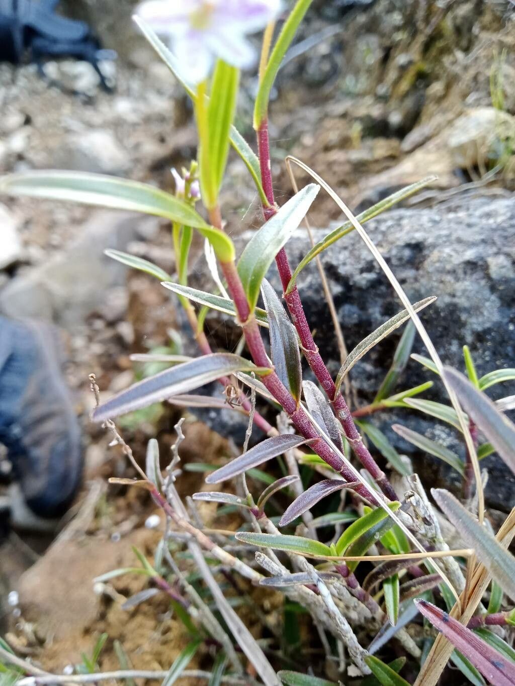 Epidendrum fimbriatum leaf