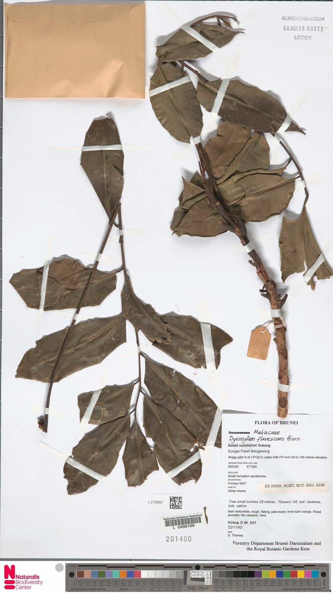 Dysoxylum flavescens — related species from the same genus