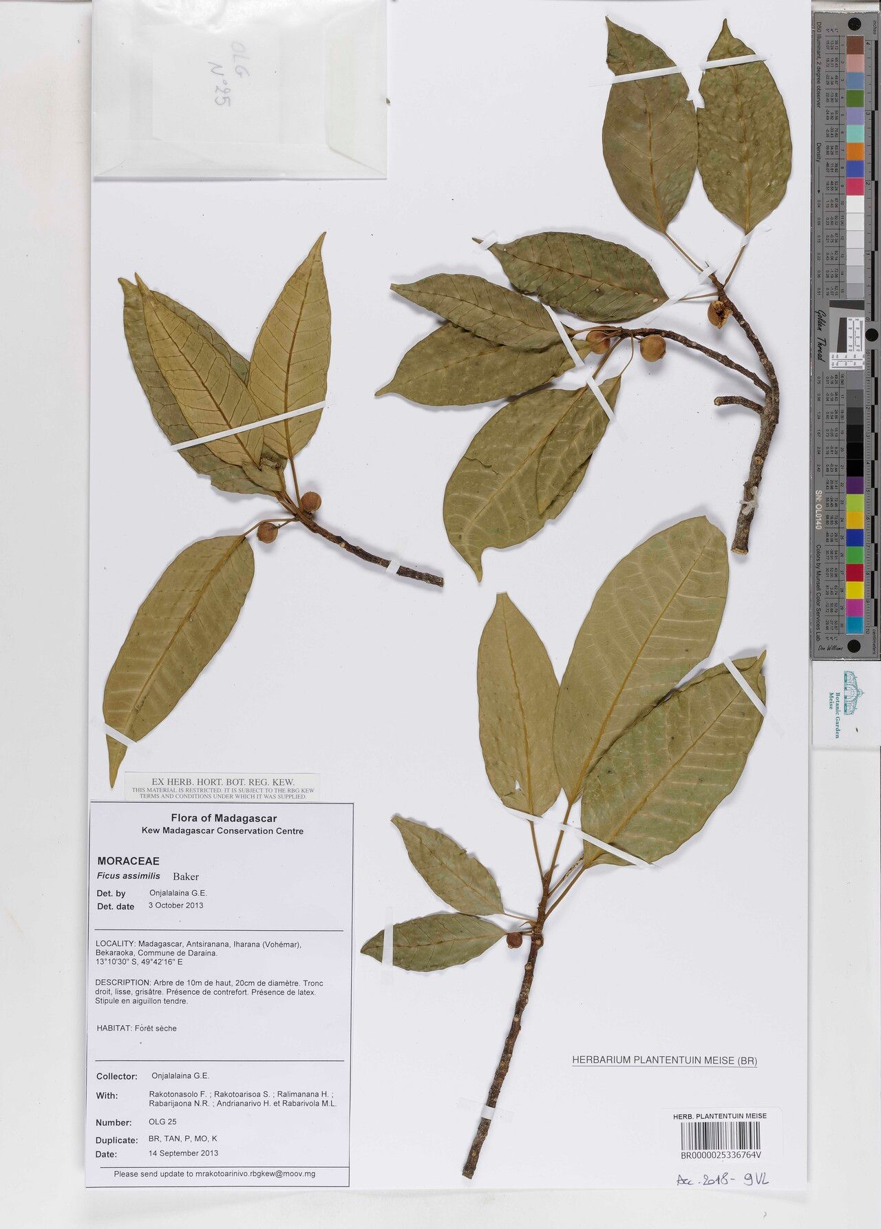 Ficus assimilis — houseplant care guide