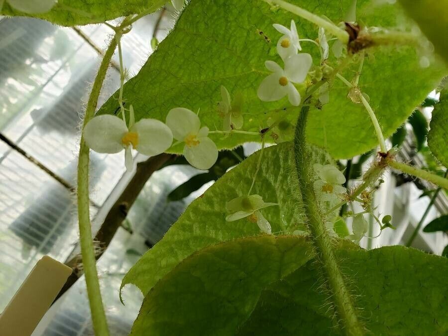 Begonia sudjanae flower