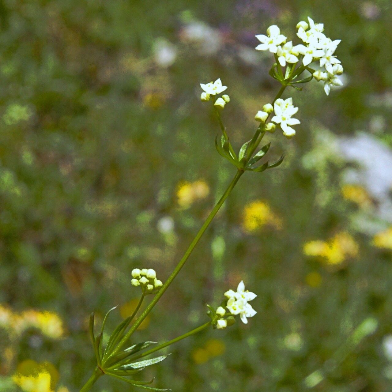 Galium uliginosum flower