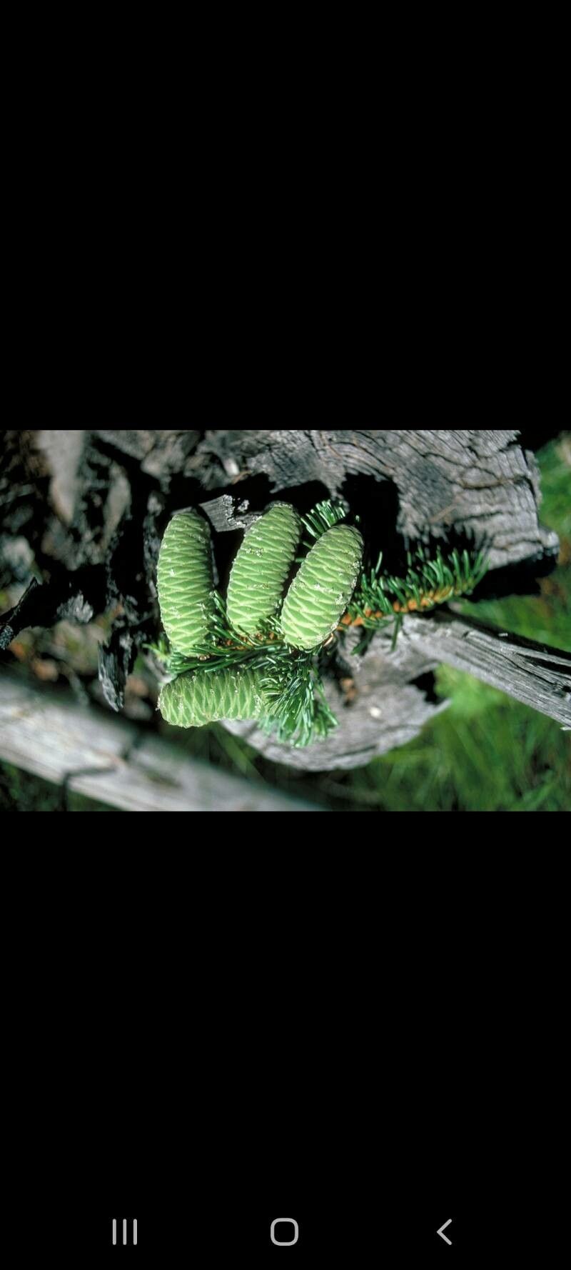 Abies grandis fruit
