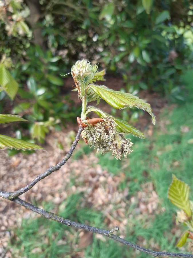 Fagus crenata flower