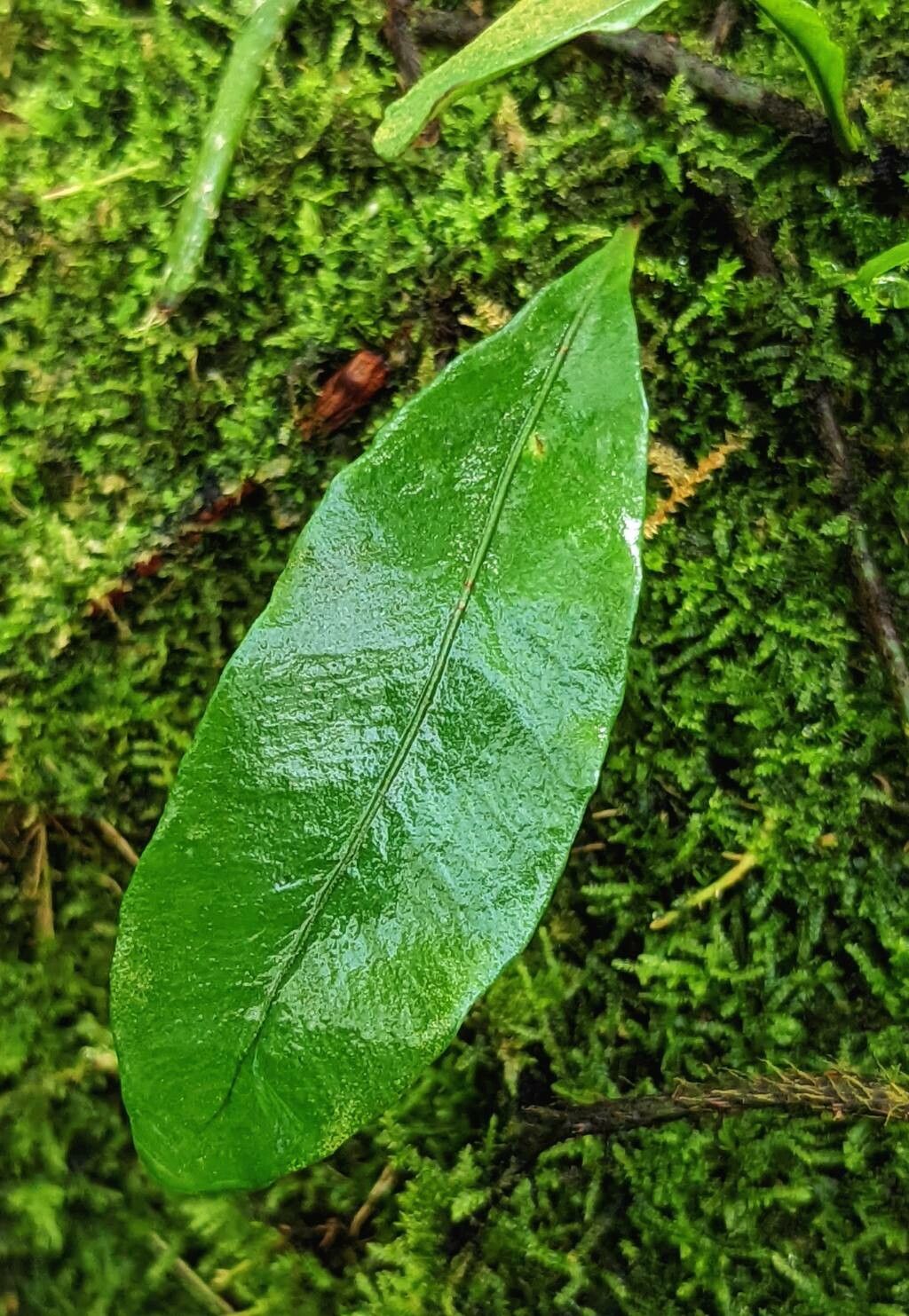 Microgramma lycopodioides