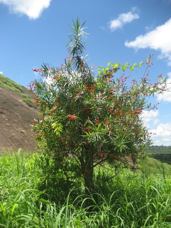 Dracaena mannii habit