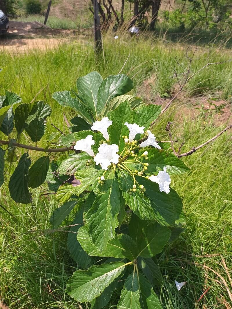 Cordia superba — search result for 'Cordia'