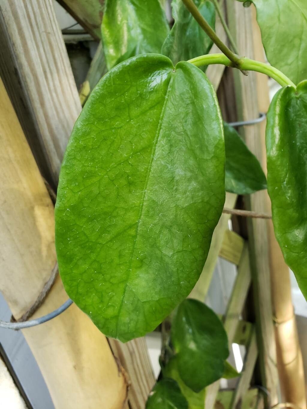 Hoya macgillivrayi — search result for 'Hoya'