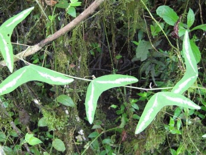 Passiflora colinvauxii — houseplant care guide