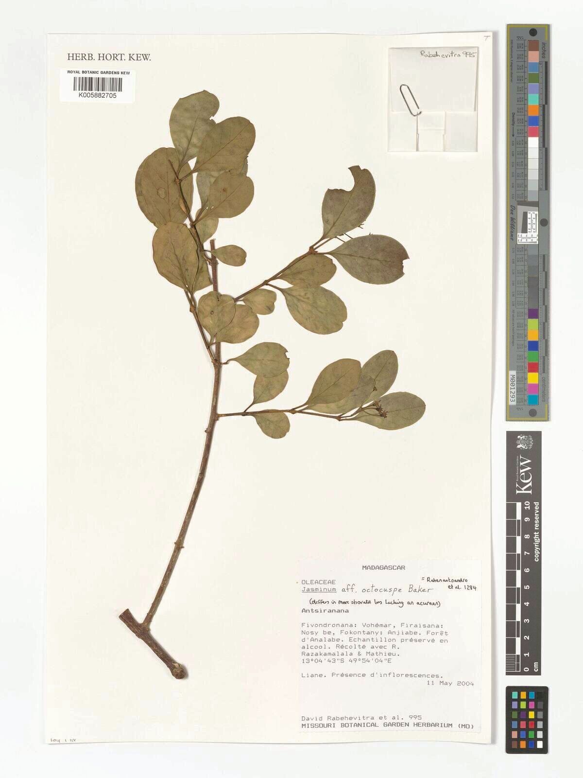 Jasminum octocuspe — houseplant care guide