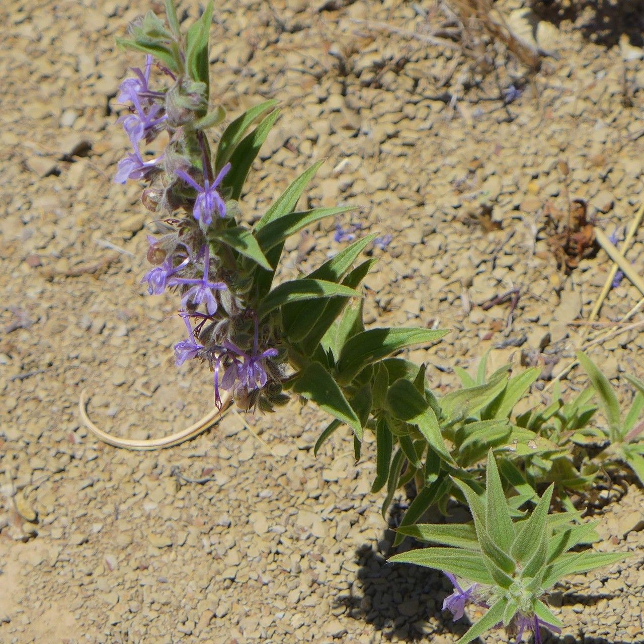 Trichostema lanceolatum habit