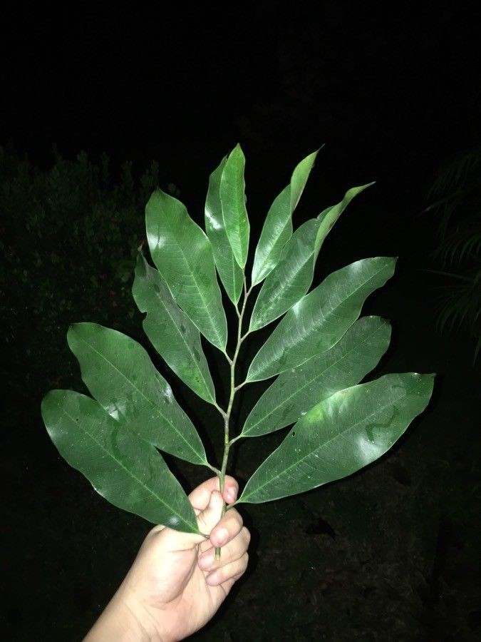 Guatteria lucens — houseplant care guide