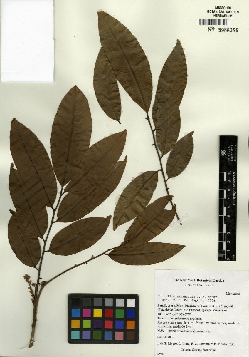 Trichilia mazanensis — houseplant care guide