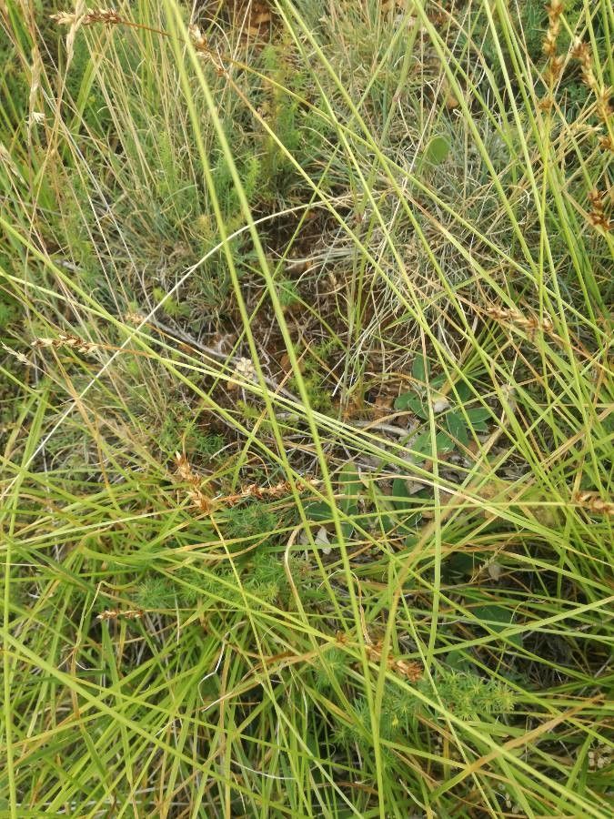 Carex brunnescens leaf