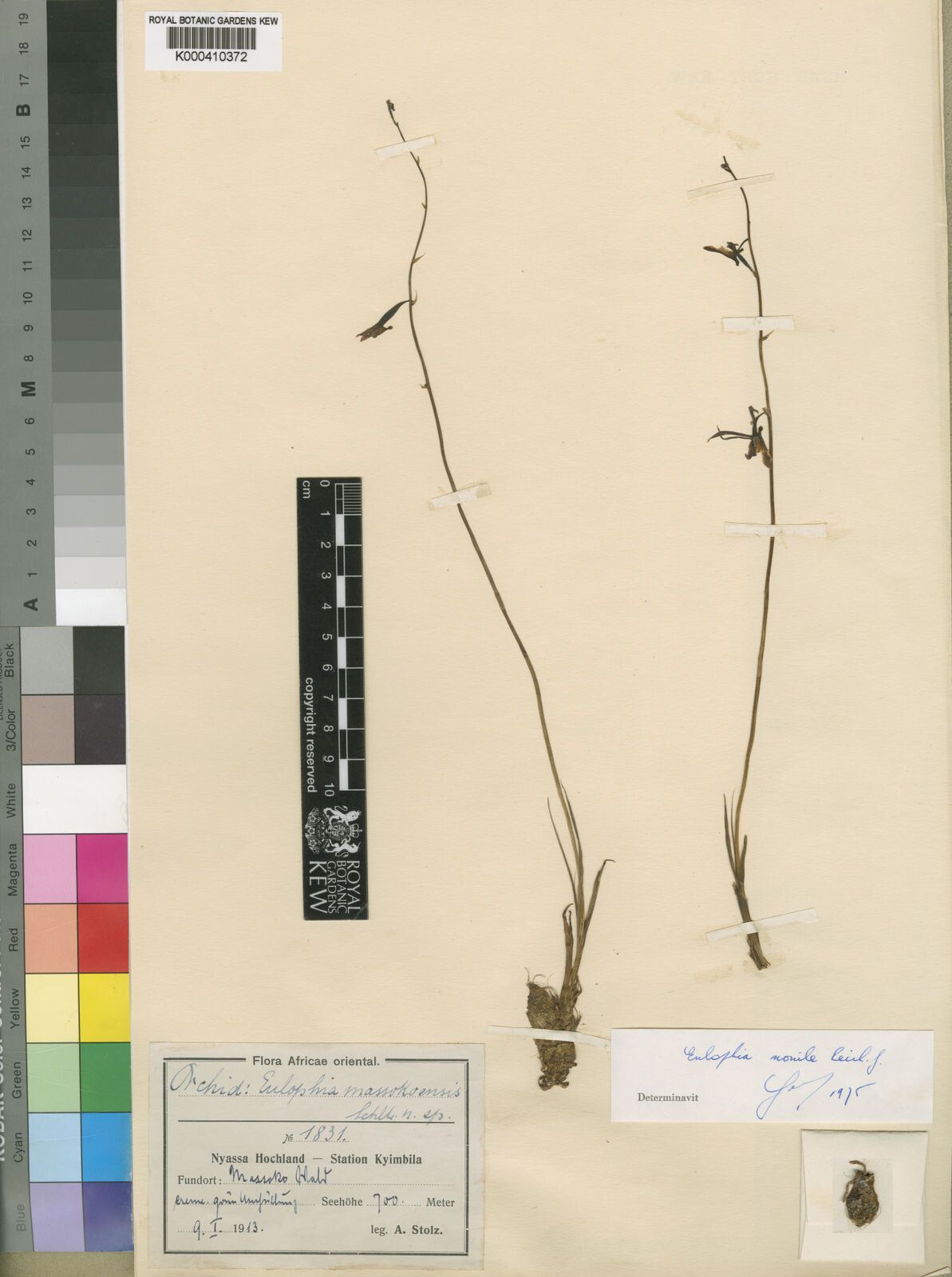 Eulophia massokoensis — houseplant care guide