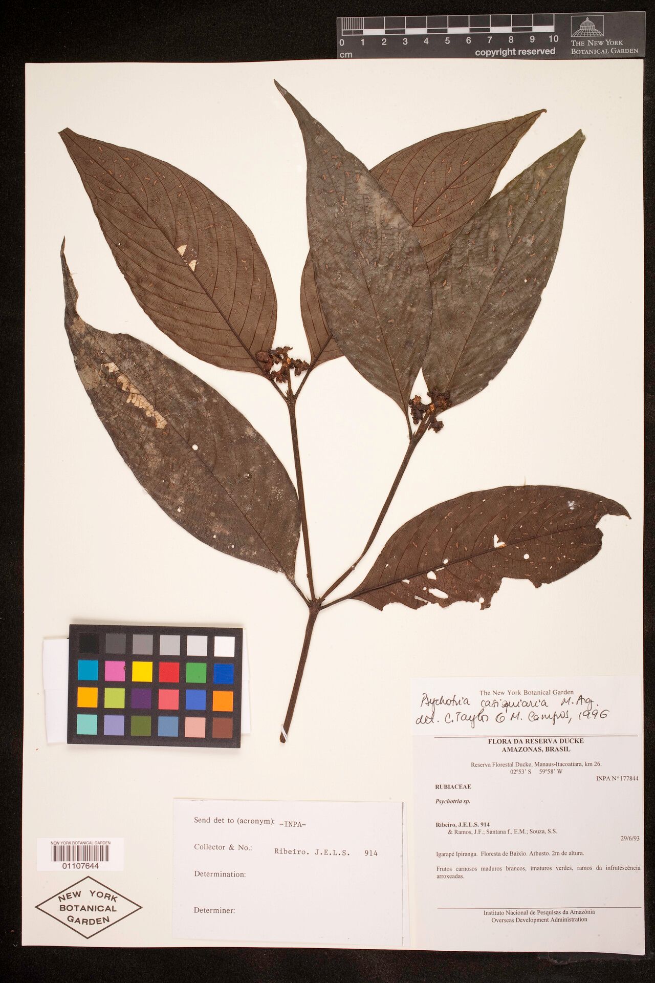 Palicourea casiquiaria — houseplant care guide