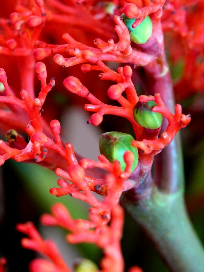 Jatropha podagrica flower
