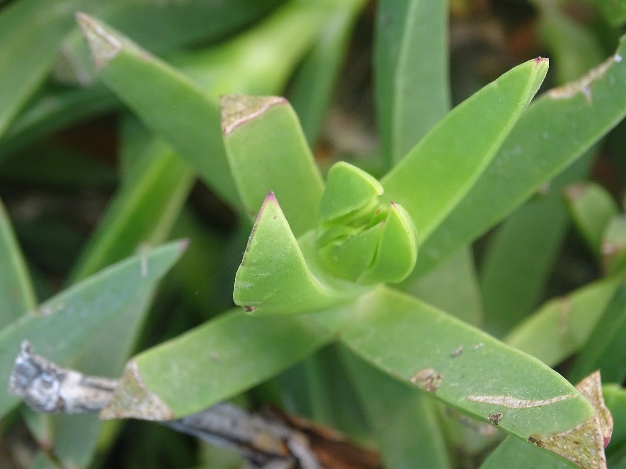 Carpobrotus acinaciformis — related species from the same genus